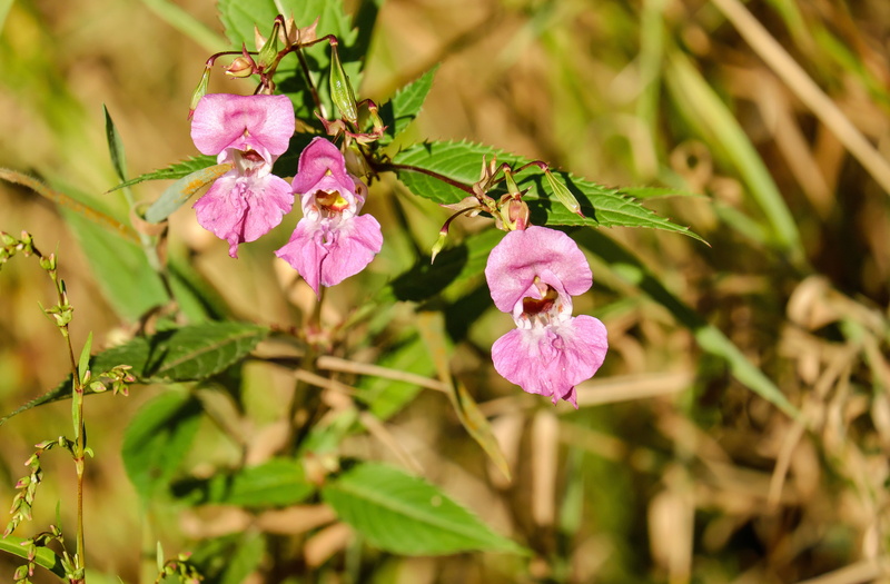 tree, outdoors, food, flowering plant, leaf, petaled, nature, vulnerability, pink, fragility, 4K, flowers, close-up, day, plant part, blossom, pink color