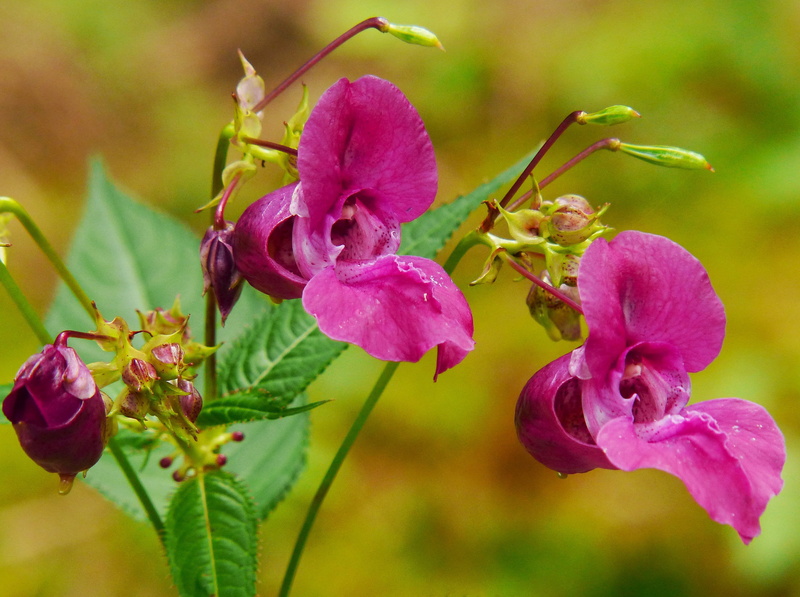 fragility, flower, softness, wild flower, focus, inflorescence, petal, selective focus, nature, himalayan balsam, annual, blossom, flowers, growth, red spring herb