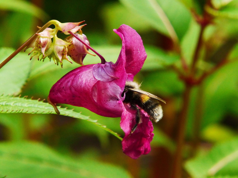 himalayan balsam, beauty in nature, flower, growth, inflorescence, bloom, annual, animals in the wild, focus on foreground, one animal, 2K, pollination