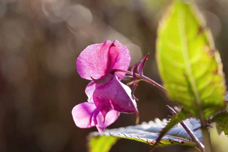 flora, leaf, bokeh, outdoors, autumn, balsam, no people, blossom, 4K, flowering plant, freshness, flower, flower head, plant, plant part, japanese, pink color