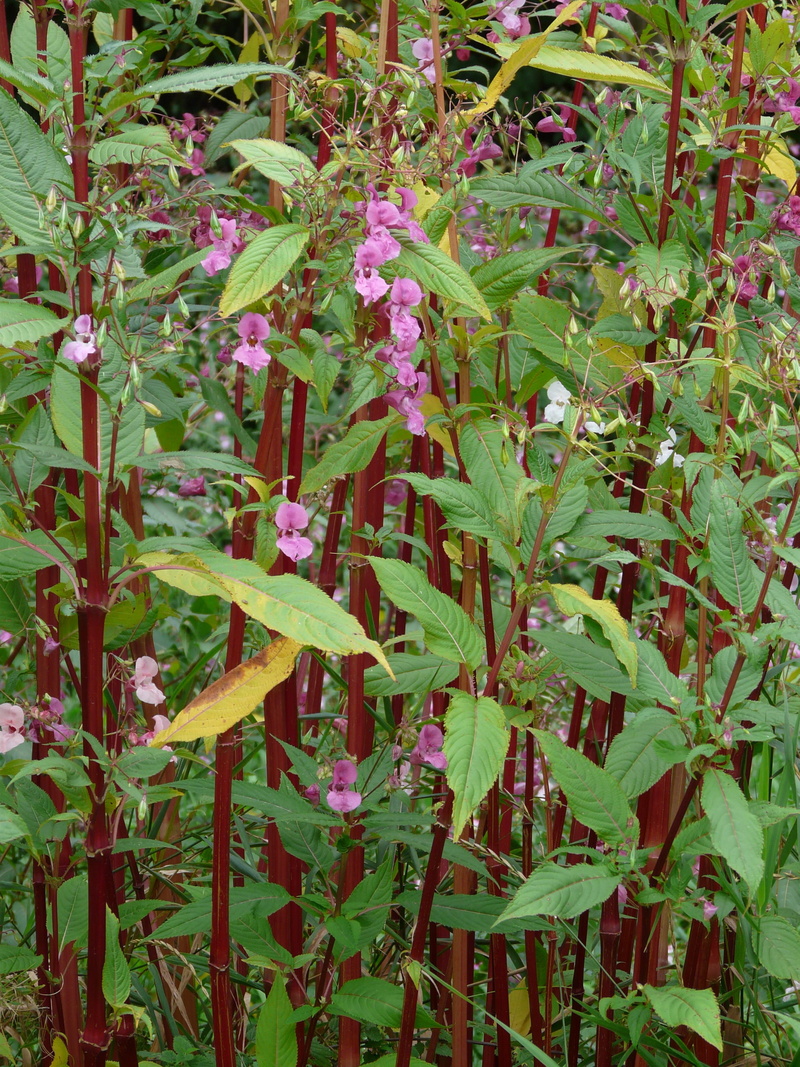 balsaminaceae, ornamental plant, full frame, burst, 2K, tranquility, bloom, plant stems, no people, day, balsam, nature, balsaminengewaechs, Himalayan Balsam
