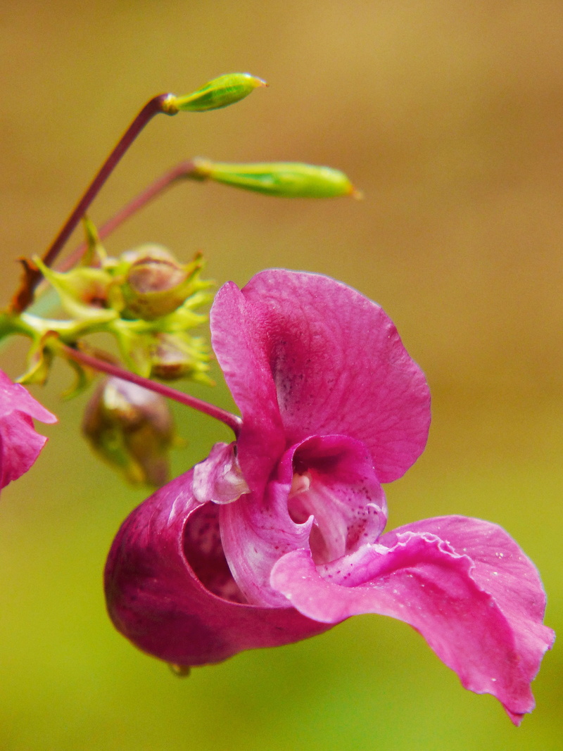 weed, vulnerability, Himalayan Balsam, selective focus, close-up, pink, purple, bloom, pink color, focus on foreground, nature, freshness, inflorescence