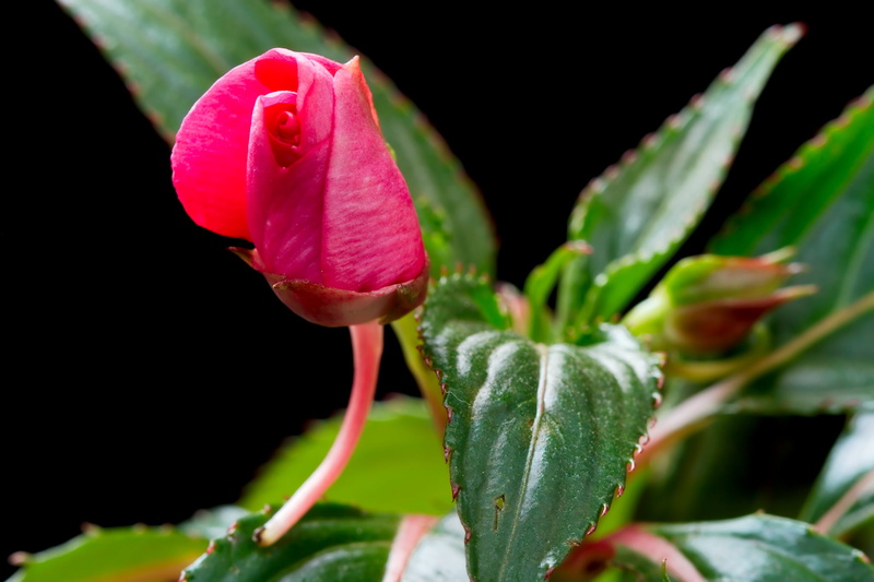 petal, flower, plant, closeup, beauty In Nature, balsam, close-up, flower Head, 1080P, Green, pink Color, nature, leaf, photo, red