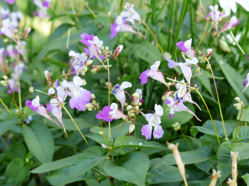 fragility, impatiens balfourii, inflorescence, flower head, growth, blossom, nature, 4K, freshness, purple, flowering plant, leaf, vulnerability, flower