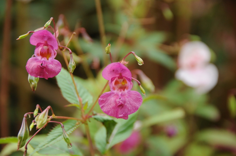 2K, no people, day, inflorescence, fragility, himalayan balsam, vulnerability, growth, pink color, nature, petal, summer, close-up, flower, leaf, garden
