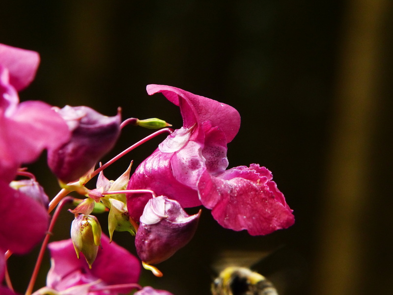 no people, focus on foreground, petal, wild flower, growth, balsam, indian springkraut, pollen, weed, blossom, himalayan balsam, wild plant, freshness
