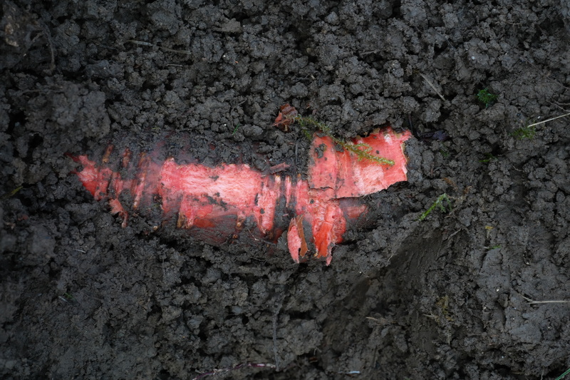 rock - object, earth, red, balsam root, dirt, close-up, geology, himalayan balsam, outdoors, science, rock, pink color, directly above, indian springkraut