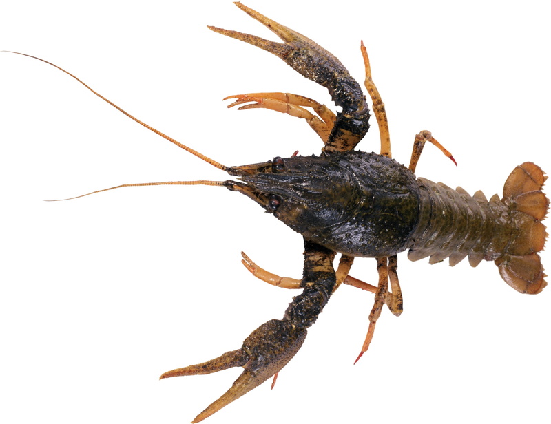delicatessen, whiskers, gourmet, backgrounds, zoology, meal, insect, no people, prepared Shellfish, one animal, prepared Crustacean, animals in the wild