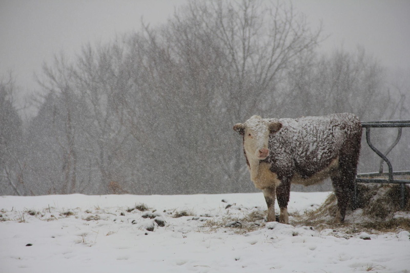 blue, natural, field, sheep, landscape, pets, 1080P, snow, scenery, farming, floral, beef, flock, nature, face, herbivorous, milk, cattle, standing, cheese