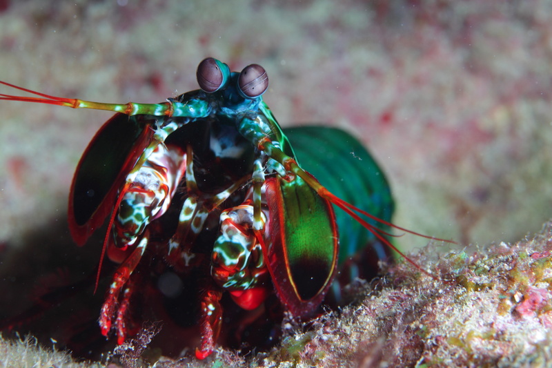 crustacean, invertebrate, animal themes, sea life, marine, undersea, one animal, animal, 5K, underwater, water, sea, animals in the wild, animals mantis shrimp