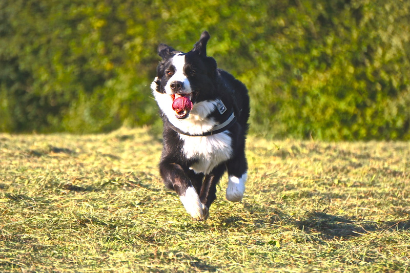 mixed breed dog, dog run, vertebrate, Run, mouth open, collie, Fun, Race, tongue, panting, animal tongue, 5K, running, bordercolly, canine, pet, domestic animals