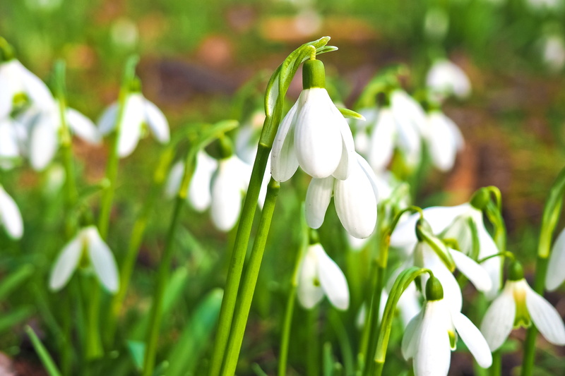 close, spring flower, softness, flowers, green, purity, fragility, frühlingsanfang, white, flower Head, plant, end of winter, botany, no people, frühlingsblüher