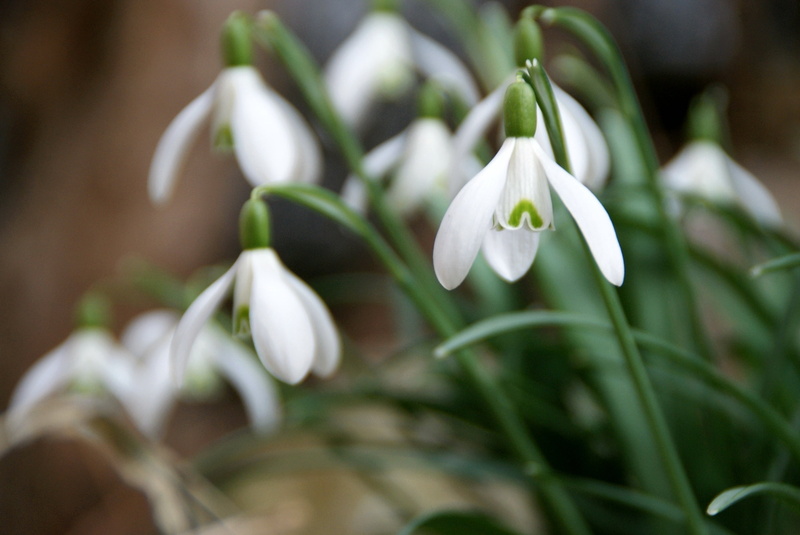 early bloomer, spring awakening, plant, day, flowering plant, snowdrop, freshness, selective focus, white color, inflorescence, bloom, springtime, fragility