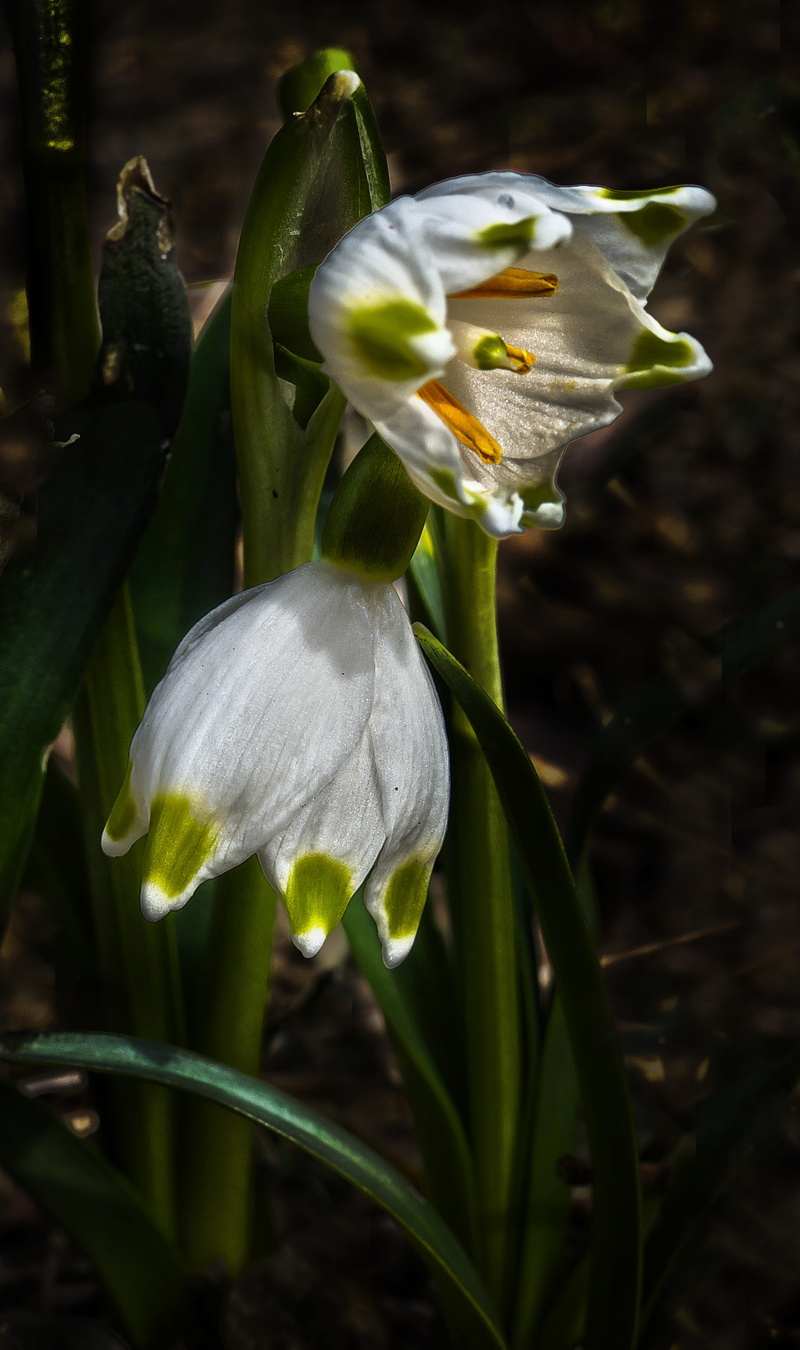 growth, plant stem, botany, freshness, spring awakening, nature, white color, flower head, no people, fruehlingsknotenblume, flower, close-up, pollen, leaf