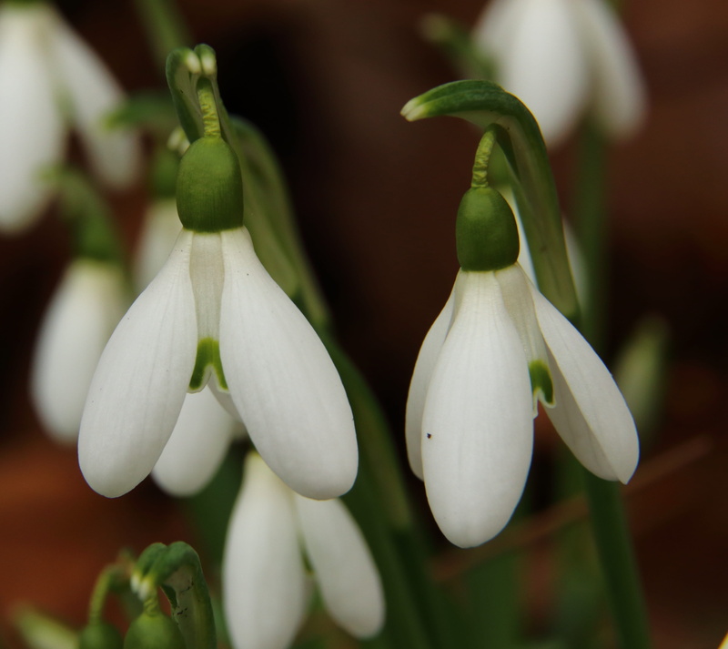 spring awakening, Snowdrop, flower head, spring bells, freshness, selective focus, Blossom, frühlingsanfang, inflorescence, no people, close-up, Flower