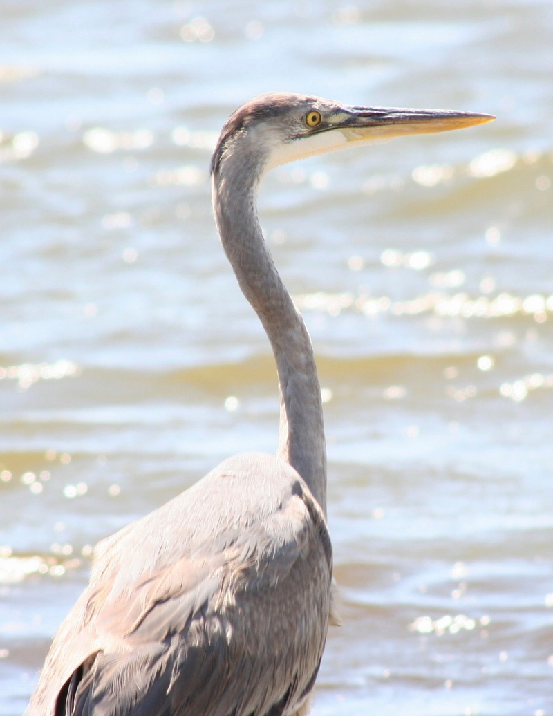 animals in the wild, 1080P, animal neck, wildlife, ocean, beach, outdoors, north carolina, sunlight, sea, day, head, bird, water, animal themes, portrait