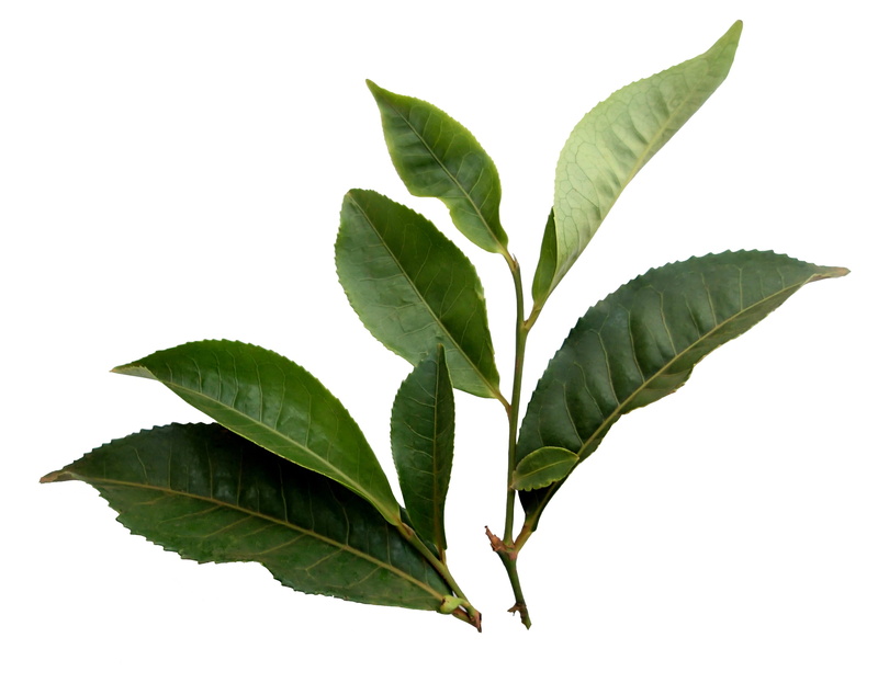 plant, studio shot, close-up, focus, leaves, 2K, food, sprig, green color, photography, plant part, nature, leaf, growth, tea, freshness, white background
