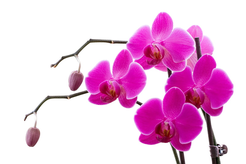 stem, studio shot, pink, orchid, close-up, flowers, petal, no people, vulnerability, purple, moth Orchid, pink Color, inflorescence, brown, flower, wooden