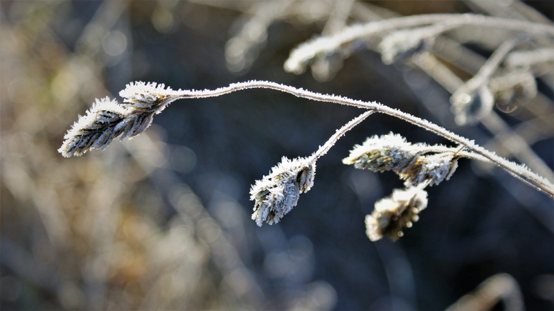 blizzard, nature, frozen, ripe, twig, crystal, beauty in nature, white color, tranquility, day, focus on foreground, frostbite, sunlight, white, ice, close-up