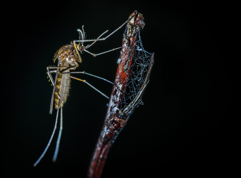 animal wing, invertebrate, studio shot, arthropod, survival, 5K, animal, gossamer, hunting, the mosquito, animals hunting, animal body part, insect, black background