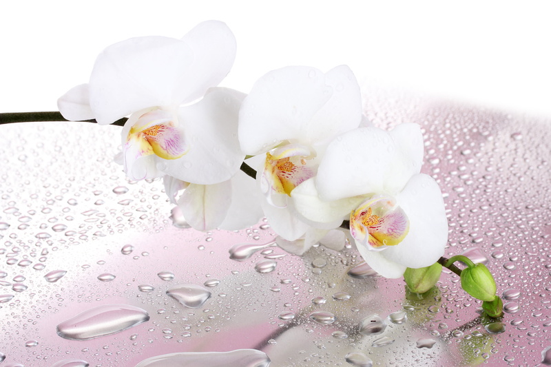 5K, moth, orchids, inflorescence, sweet, indoors, sprig, white color, petal, sweet food, studio shot, backgrounds, flowering plant, petals, beauty in nature