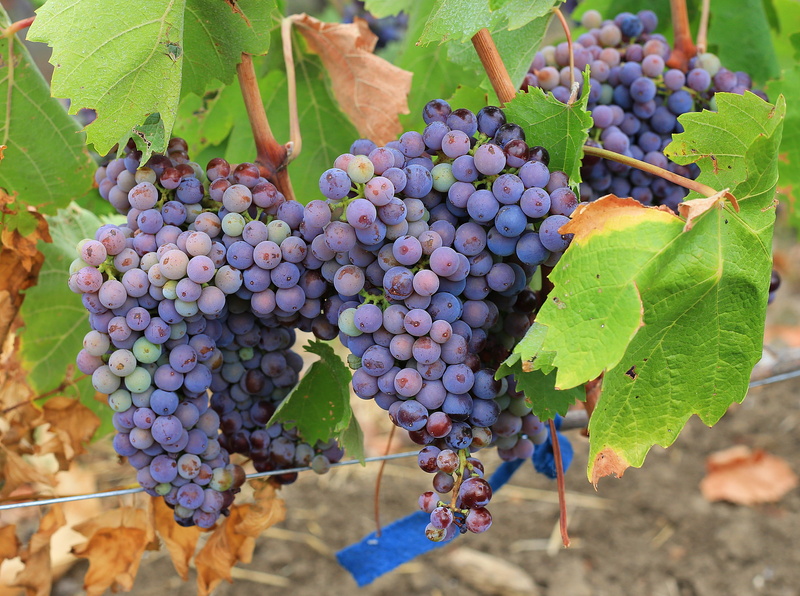 wine, closeup, nature, seasonal, ukraine, branch, winemaking, gardening, crop, texture, berry, bunch, leaf, 4K, healthy eating, plant, sprig, home, element