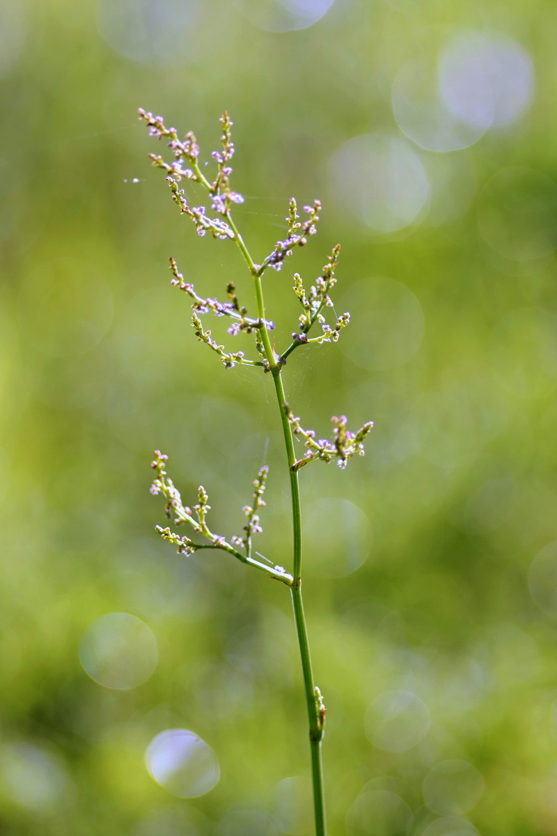 sprig, springtime, flower, fragility, bloom, green, tree, 4K, weed, nature, selective focus, growth, focus on foreground, vulnerability, blurred background