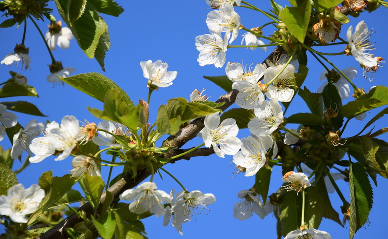 day, vulnerability, sprig, outdoors, flower head, sunlight, garden, branch, flowering plant, blossom, freshness, flowering cherry, beauty in nature, delicate