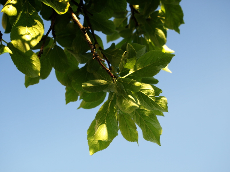 fruit, close-up, no people, growth, foliage, sprig, freshness, plant, outdoors, beauty in nature, plum, green color, healthy eating, sunlight, fruit growing