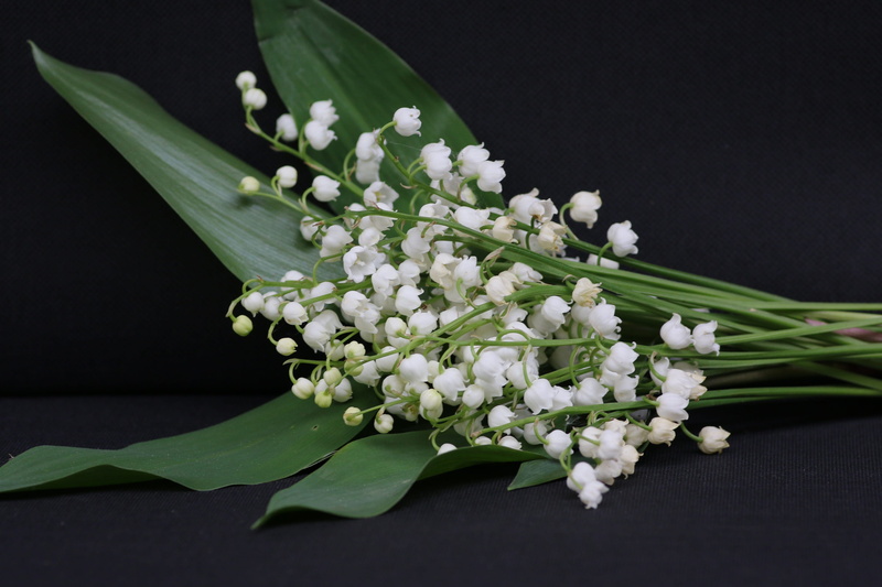 black background, plant, indoors, vulnerability, nature, flower, beauty in nature, may 1, white color, thrush, plant part, flowers, no people, flowering plant