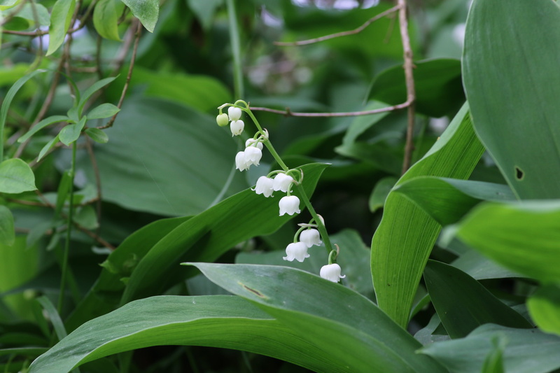 thrush, nature, may 1, sprig of lily of the valley, green color, plant, animals in the wild, no people, growth, flower, plant part, fragility, petal, focus on foreground