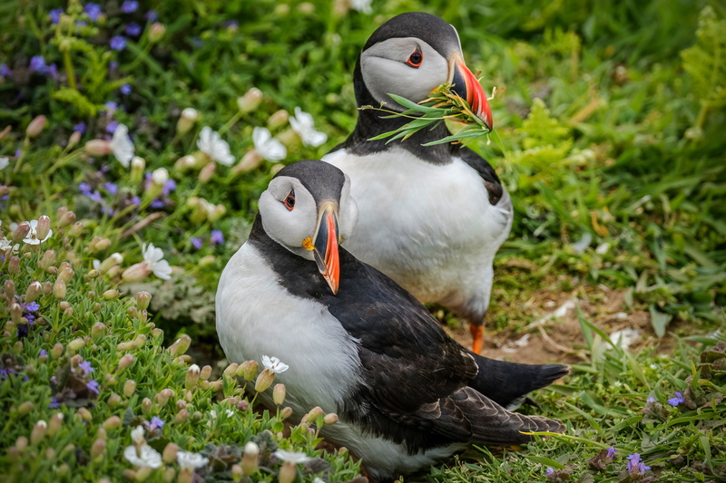summer, 4K, flowers, sprig, grass, background, two, birds, stubs, stalled, Atlantic puffin, pair