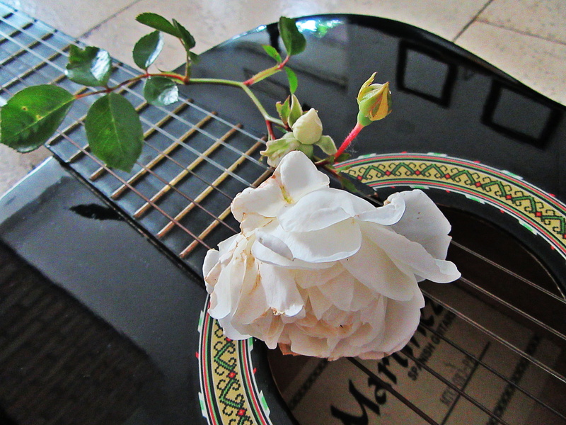 temptation, drink, strings, food, sweet food, outdoors, Music, sound box, White Rose, plate, no people, dessert, Guitar, beauty in nature, plant, flower head