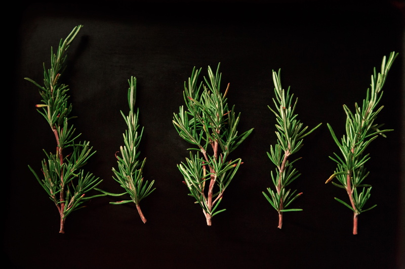 five, leafed, medicine, twigs, plant, pine, leaf, rosemary, black background, 5K, studio shot, no people, food, indoors, close-up, branch, freshness, in a row