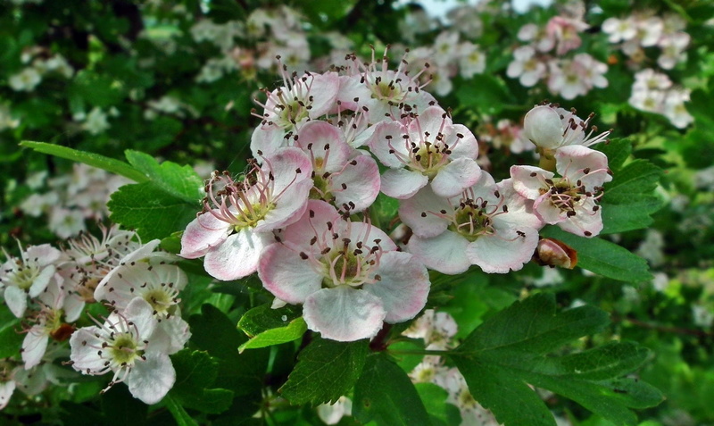 pollen, nature, day, vulnerability, blackberry, flower head, blossom, beauty in nature, springtime, flowering plant, petal, growth, white color, fragility