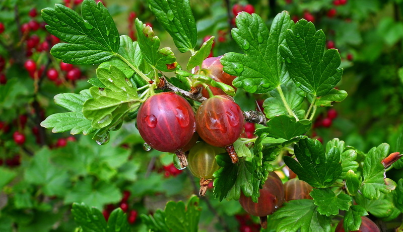 food and drink, 2K, ripe, beauty in nature, leaf, close-up, fruit, gooseberry, freshness, red, nature, outdoors, vitamins, healthy eating, bush, food