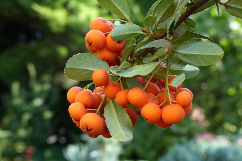 autumn, no people, food, sprig, growth, wellbeing, outdoors, tomato, tree, leaf, healthy eating, fruit, orange, focus on foreground, plant part, rowanberry