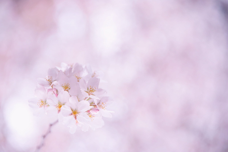white, inflorescence, pink, vulnerability, plant, 1080P, cherry, fragility, springtime, flower, freshness, beauty in nature, outdoors, flower head, tree