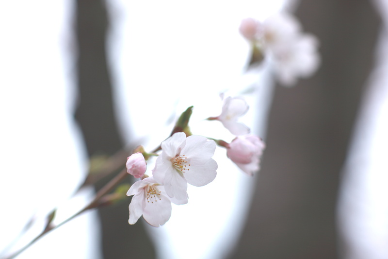 Sakura, spring, the sky, 5K, cherry, sprig, blur, light, white