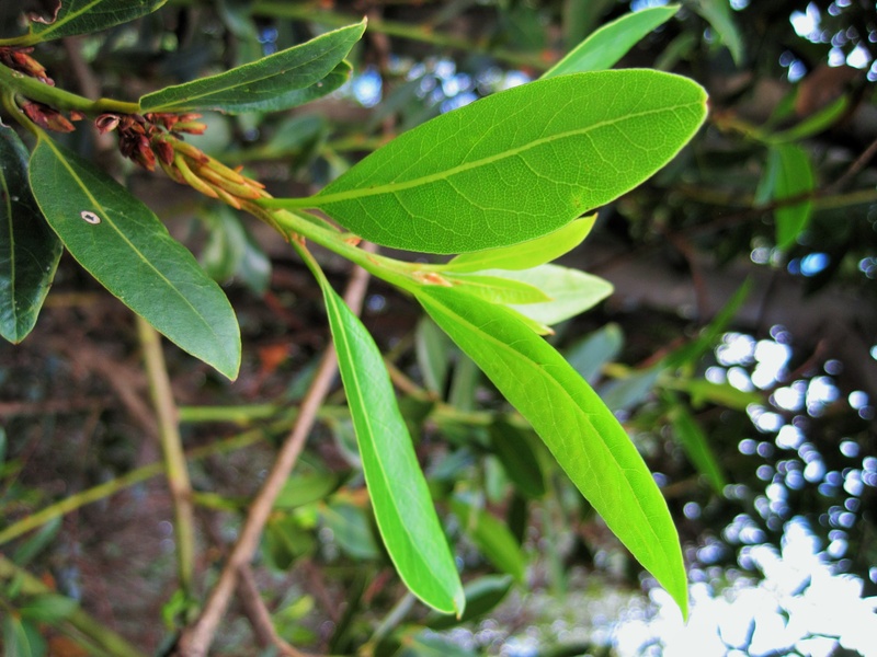 tranquility, leaves, nature, bay, day, seasoning, light, selective focus, land, green color, growth, leaf, close-up, green, outdoors, dew, focus on foreground