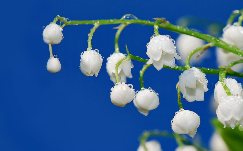 tenderness, flower, drops, 1080P, bunch, white, spring, Rosa, freshness, sprig, Lily of the valley, stem