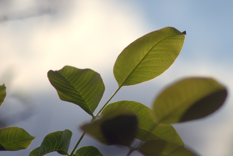 twig, growth, garden, plant part, freshness, sprig, no people, beauty in nature, tree, green, leaf, walnuts, walnut, day, nature, green color, foliage