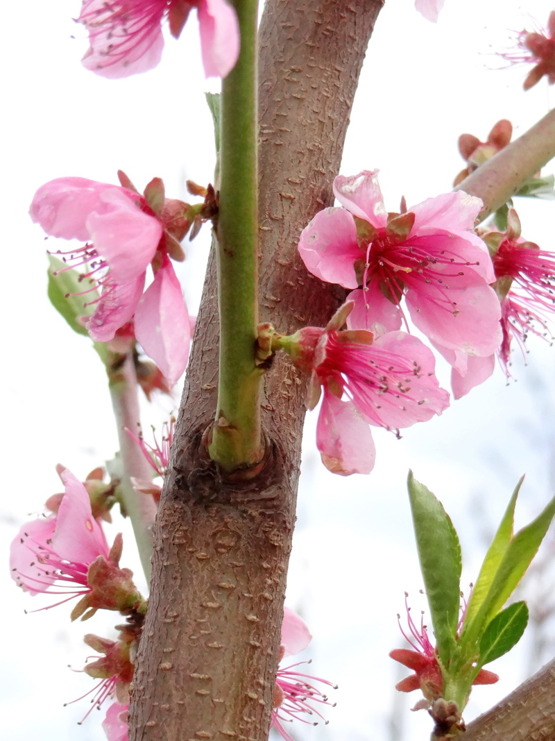 beauty in nature, outdoors, tree trunk, flower, petal, old varieties, pink color, springtime, day, cherry blossom, flowering fruit trees, growth, plant