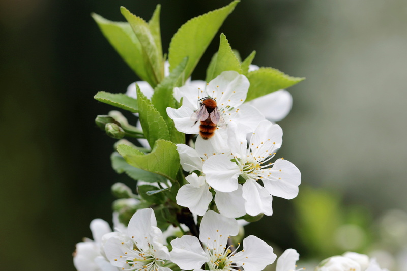 animal, flowering plant, white color, growth, beauty in nature, springtime, plant, bee, freshness, 5K, flowers, sprig, one animal, nature, close-up, blooming