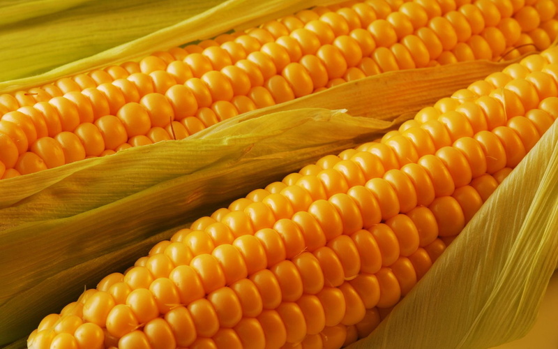 corn, nature and landscapes, delicious, 1080P, golden, food