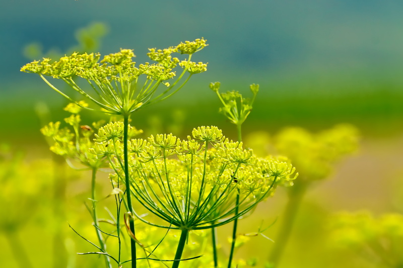vulnerability, selective focus, freshness, fragility, field, focus on foreground, day, nature, tranquility, green color, 5K, growth, plant stem, fennel flowers