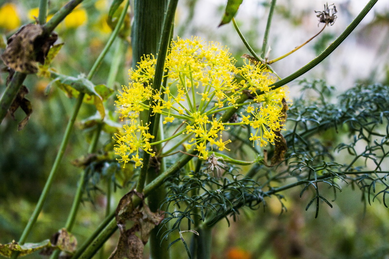 plant, tree, botanical, beauty in nature, outdoors, lichen, no people, focus on foreground, selective focus, fragility, green color, fennel, freshness