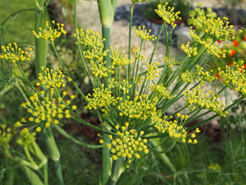 close-up, flowering fennel, nature, flower, no people, plant part, focus on foreground, plant, beauty in nature, outdoors, garden, flowering plant, growth