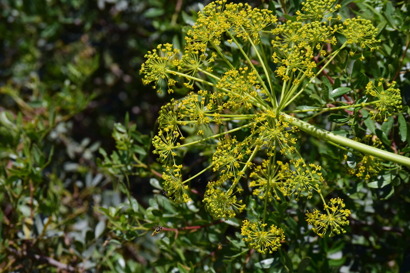day, herb, beauty in nature, fennel, flower, outdoors, flower head, bloom, vulnerability, yellow, wild fennel, leaf, nature, close-up, blossom, selective focus