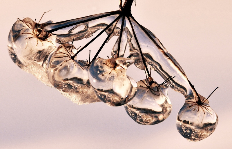 low angle view, animal themes, white, ice, animal body part, flower, decoration, drops, close-up, nature, insect, indoors, studio shot, invertebrate, one animal
